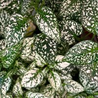 Close-up of Hypoestes 'White' in a 5" pot, displaying dense foliage with varied leaf sizes and striking white speckles.
