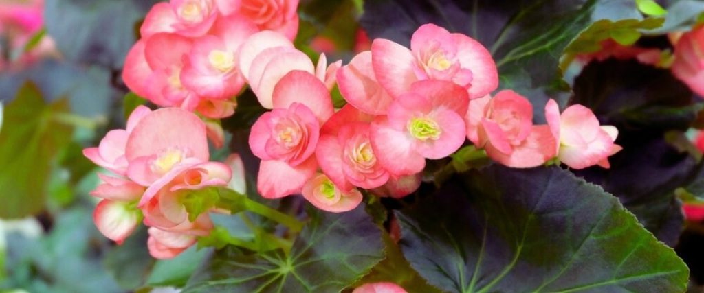 Close-up of pink begonia flowers with ruffled petals, solving garden design problems by adding a burst of color against the backdrop of lush green leaves.