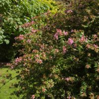 An Abelia 'Raspberry Profusion' 6" Pot features small pink flowers, adding vibrant color alongside green grass and leafy plants in the garden.