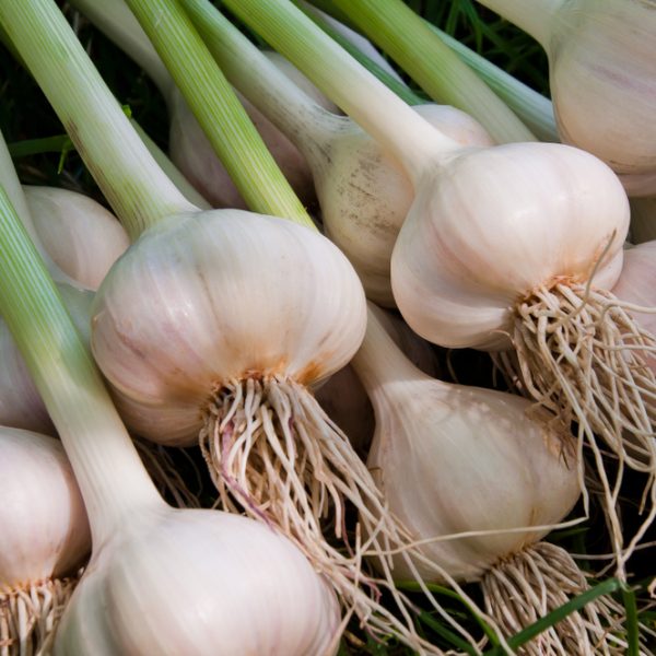 A close-up of several garlic bulbs with long green stalks and roots, laying on grass.