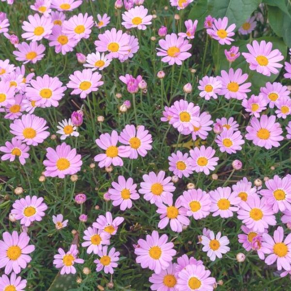 A dense cluster of Argyranthemum 'Summit White' Federation Daisy® blooms with yellow centers, surrounded by lush green foliage, comes in a 6" pot.