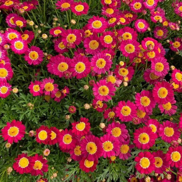 The image features vibrant Argyranthemum 'Summit Pink' Federation Daisies® with yellow centers and lush green foliage.
