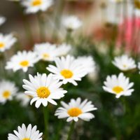 A close-up features Argyranthemum 'Summit White' Federation Daisy® with vibrant yellow centers nestled amongst lush green foliage in a 6" pot garden setting.