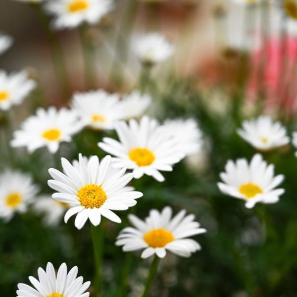 A close-up features Argyranthemum 'Summit White' Federation Daisy® with vibrant yellow centers nestled amongst lush green foliage in a 6" pot garden setting.