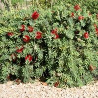 A Callistemon 'Little John' (Copy) thrives on a gravel surface, featuring green leaves and clusters of red, feathery flowers, surrounded by other greenery.