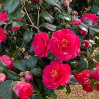 Camellia sasanqua 'Paradise® Olivia' (Copy) displays bright pink flowers and buds with glossy green leaves, photographed outdoors in natural light.