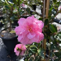 A pink camellia bloom with delicate petals is in focus, surrounded by green leaves and other plants in pots in the background.