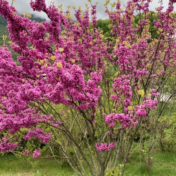 A tree with dense clusters of bright pink flowers stands on green grass, with other trees and cloudy sky in the background.