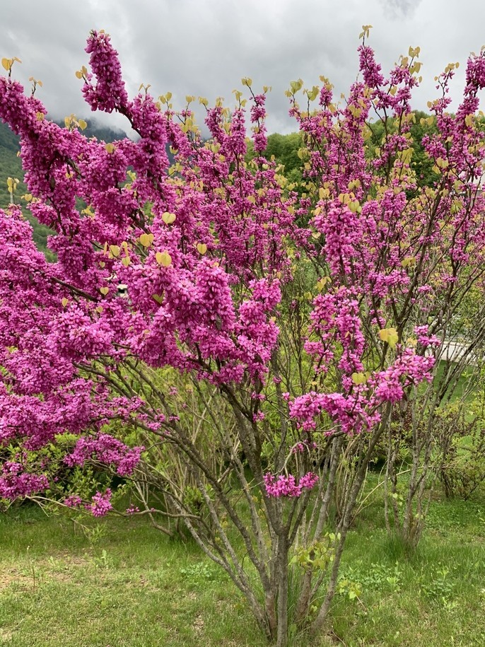 A tree with dense clusters of bright pink flowers stands on green grass, with other trees and cloudy sky in the background.