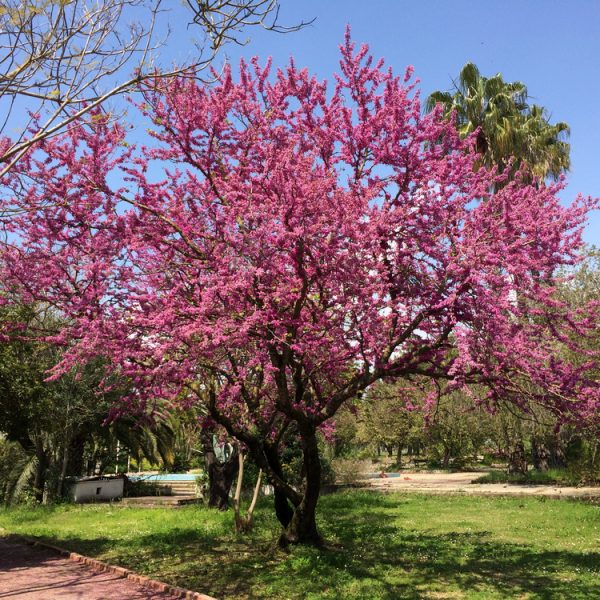A tree with bright pink blossoms stands in a grassy park area under a clear blue sky, surrounded by other green trees and a paved walkway.