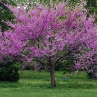 A tree with spreading branches covered in bright pink blossoms stands in a grassy area with green foliage in the background.