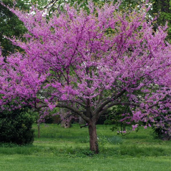 A tree with spreading branches covered in bright pink blossoms stands in a grassy area with green foliage in the background.