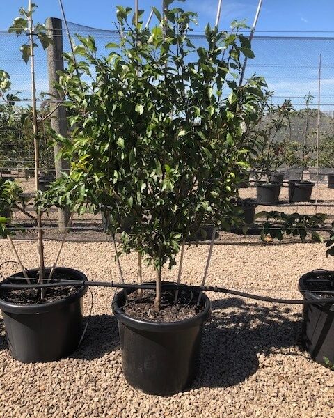 A medium-sized Prunus 'Plum' Espalier (Fan Shaped) in a 20" black plastic pot sits outdoors on gravel, with other potted plants and netted fencing visible in the background.
