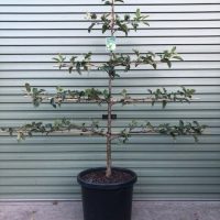 A Pyrus 'Packham Triumph' Pear in a 16" pot, espaliered with horizontal branches, is neatly placed before a metal roller door.
