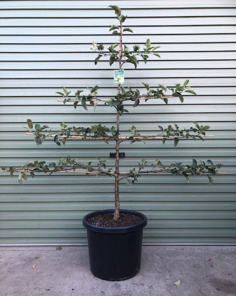 A Pyrus 'Packham Triumph' Pear in a 16" pot, espaliered with horizontal branches, is neatly placed before a metal roller door.