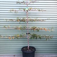 A Prunus 'Cherry' Espalier (Fan Shaped) in a 20" pot, with sparse leaves, is trained to grow horizontally in tiers against a green metal wall.