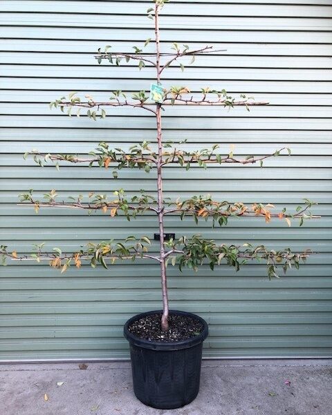 A Prunus 'Cherry' Espalier (Fan Shaped) in a 20" pot, with sparse leaves, is trained to grow horizontally in tiers against a green metal wall.