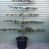 A Cydonia 'Pineapple Quince' in a 7" pot, trained with horizontal espalier branches, is displayed on concrete before a green metal garage door.