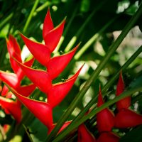 In a sunlit garden, the bright red flowers of Heliconia 'Red Christmas' showcase their pointed petals amid lush green leaves.