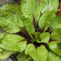 A close-up of a potted Hosta 'Lemon Snap' 6" plant displaying broad, light green leaves with striking dark red central veins.