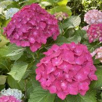 Close-up of vibrant pink flowers and lush green leaves in the garden, showcasing the Hydrangea macrophylla 'Kirsten' in an 8" pot.