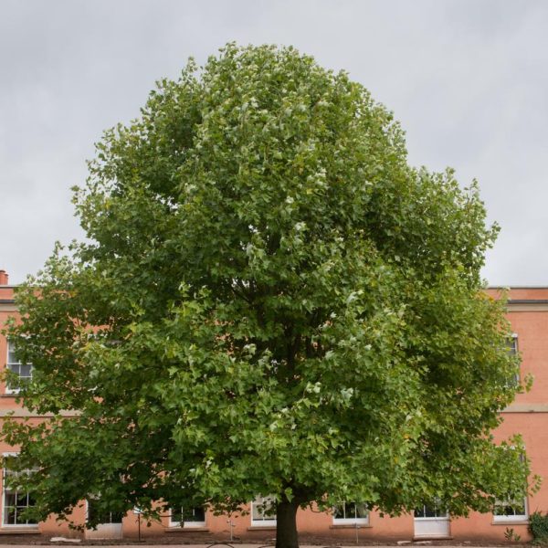 In front of a brick building with multiple windows, the large leafy Liriodendron 'Tulip Tree' stands gracefully, its branches swaying gently, adding a touch of nature to the scene as the sky remains overcast.