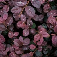 Close-up of dark red leaves covered with water droplets.