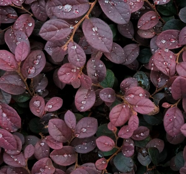 Close-up of dark red leaves covered with water droplets.