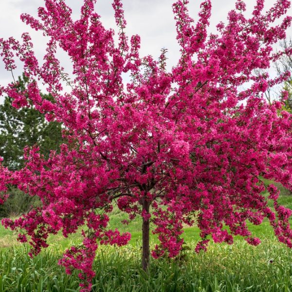 A small tree with dense branches is covered in bright pink blossoms, standing in a green grassy area with other trees in the background.