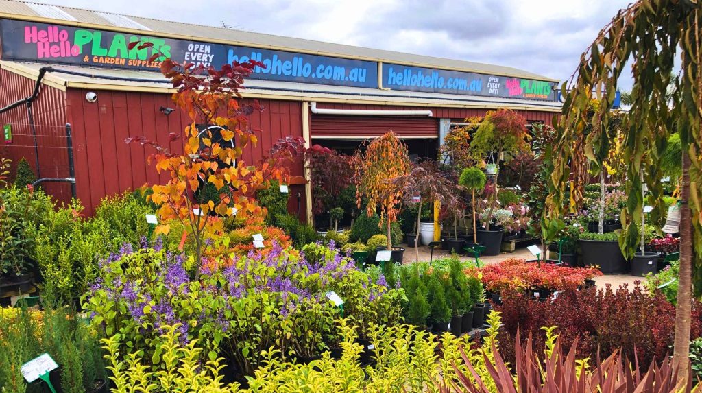 Outdoor garden center with various potted plants, shrubs, and small trees displayed in front of a red building with a Hello Hello Plaza sign—now hiring!.