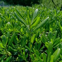 A close-up of the Pittosporum 'Green Glow' in an 8" pot shows its dense, elongated green leaves and prominent central stem surrounded by uniformly growing foliage bathed in sunlight.