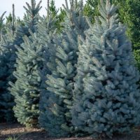 A row of Picea 'Sky Blue' Spruce trees, each flourishing with dense blue-green needles in a 10" pot.