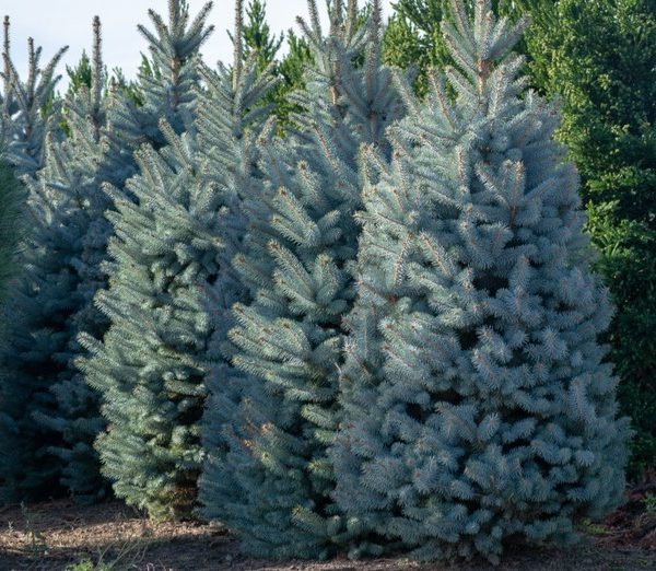 A row of Picea 'Sky Blue' Spruce trees, each flourishing with dense blue-green needles in a 10" pot.