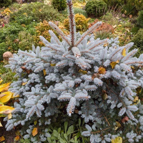 A Picea 'Montgomery' Dwarf Blue Spruce 16" Pot, with silvery-blue needles, is featured among green plants and small shrubs in a garden.