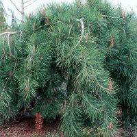 Pinus 'Weeping Red Pine' is a dense, weeping pine with long, drooping green needles that thrives in landscaped gardens. Sold in a 12" pot.