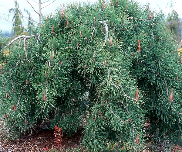 Pinus 'Weeping Red Pine' is a dense, weeping pine with long, drooping green needles that thrives in landscaped gardens. Sold in a 12" pot.