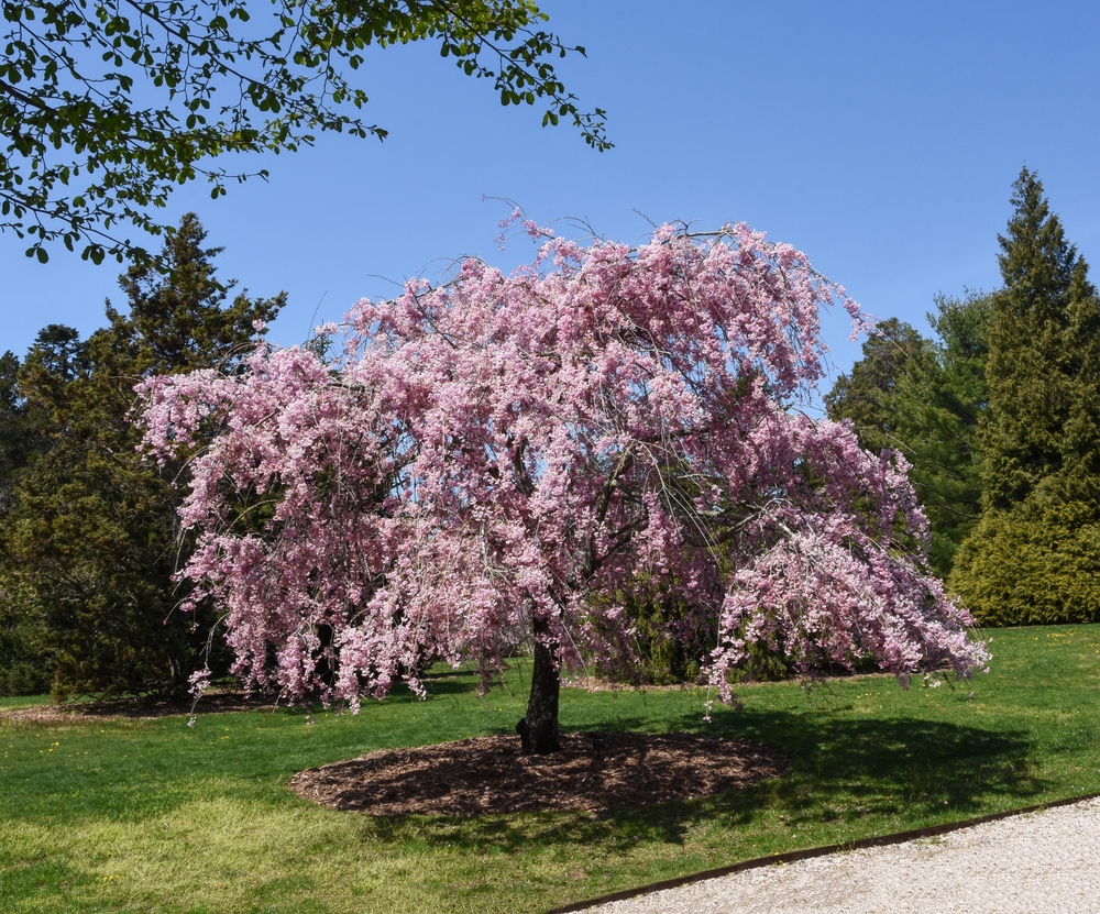 A weeping cherry tree with pink blossoms stands in a grassy area, surrounded by other trees, under a clear blue sky.