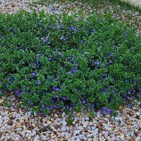 A patch of low-growing green foliage with small purple flowers is surrounded by brown and white pebbles. Grass is visible in the background.