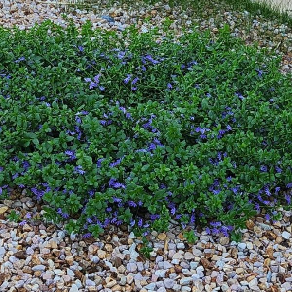 A patch of low-growing green foliage with small purple flowers is surrounded by brown and white pebbles. Grass is visible in the background.