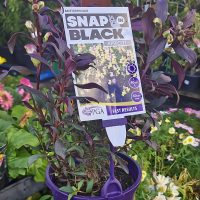 The Antirrhinum 'Snap In Black Apricot' Snapdragon comes in a 6" pot, complete with a label showing care instructions and a photo of the mature blooms.