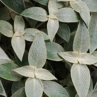 Dense cluster of green leaves with pointed tips and visible veins, overlapping each other and covering the frame.