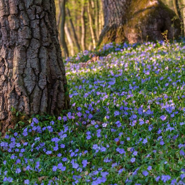 Tree trunks in a forest with a dense carpet of small purple flowers covering the ground under dappled sunlight.