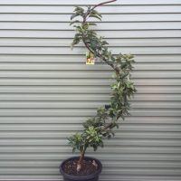A Malus 'Gala' Apple Dwarf 10" Pot (Espaliered) sits on a concrete surface in front of a gray corrugated metal wall.