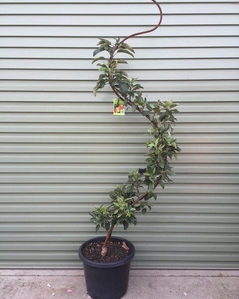 A Malus 'Gala' Apple Dwarf 10" Pot (Espaliered) sits on a concrete surface in front of a gray corrugated metal wall.