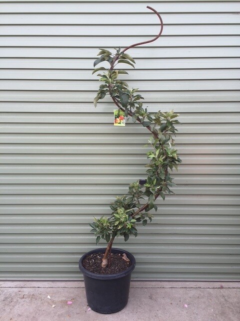 A Malus 'Gala' Apple Dwarf 10" Pot (Espaliered) sits on a concrete surface in front of a gray corrugated metal wall.