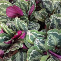 A cluster of Calathea illustris 'Rose Painted Calathea' plants in a 6" pot displays green and white patterned leaves with vibrant purple undersides, thriving beautifully.