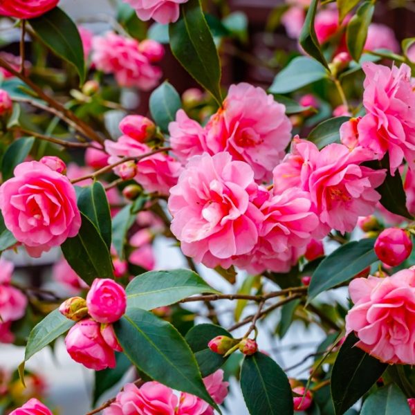 A lush Camellia sasanqua 'Paradise® Exotic Jewel' in a 10" pot, featuring blooming pink flowers and dark green leaves—perfect for adding vibrant charm to your garden.