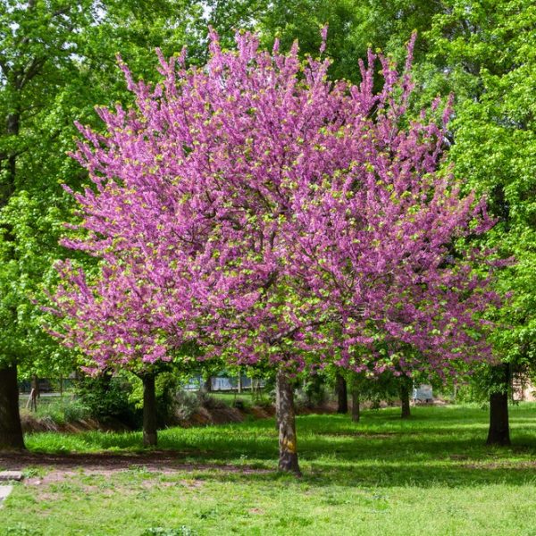 A tree with bright pink blossoms stands in a green grassy park, surrounded by other trees with green foliage.