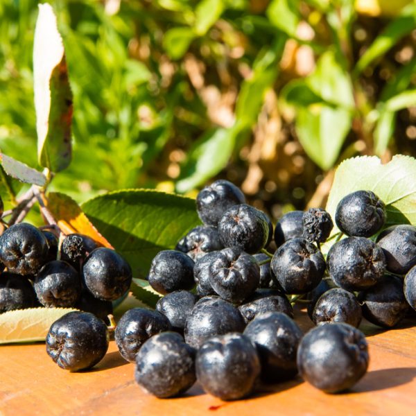 Clusters of ripe black berries, identified as Aronia x prunifolia 'Purple Chokeberry' from an 8" pot, with green leaves decorate a wooden surface against a blurred natural backdrop.