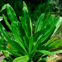 Close-up of vibrant green Coriander 'Perennial' leaves thriving in a 4" pot, highlighting the herb's lush vitality.